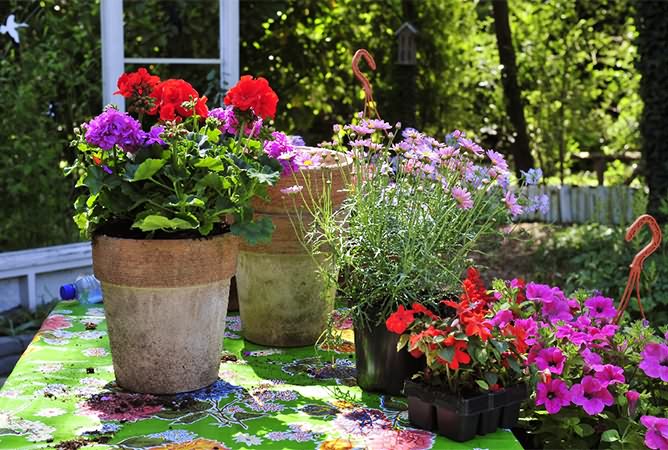 Blumen Odenthal Außenbepflanzung