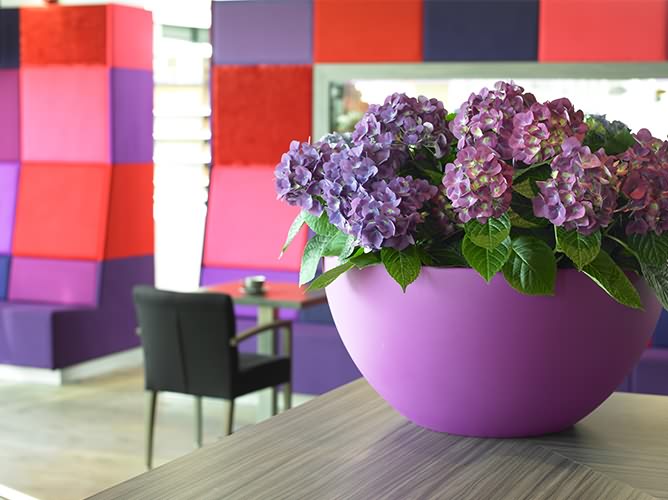 Blumen Odenthal Raum und Bürobegrünung