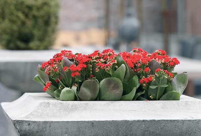 Blumen Odenthal Außenbepflanzung