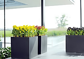 Blumen Odenthal Raum und Bürobegrünung